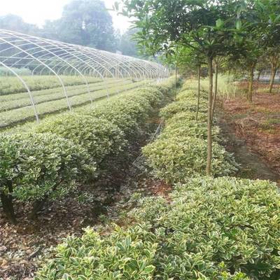 綠化工程首選 金邊黃楊球批發，包栽包活保障景觀成效