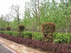 濰坊一諾千金園林綠化工程公司 專業景觀工程與苗木供應平臺