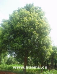 寧波余姚市廣盛園林綠化工程 枇杷樹在景觀設計中的多元應用