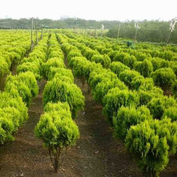 黃金柏與灑金柏在庭院別墅和道路綠化工程中的應(yīng)用