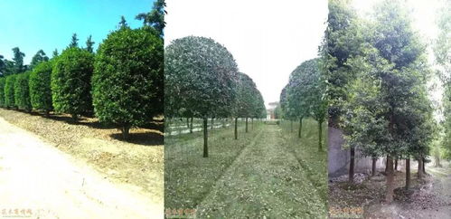 倒計(jì)時(shí)4天 十強(qiáng)花落誰家？綠化工程揭曉在即