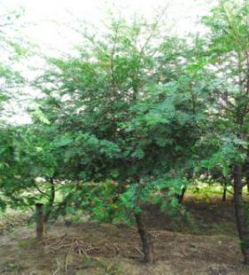 紅豆杉苗木全系列供應(yīng) 從小苗到綠化工程苗，打造生態(tài)景觀新篇章